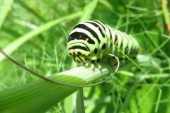 キアゲハの幼虫