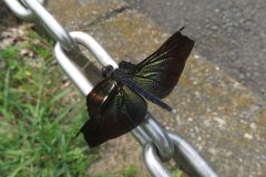 チョウトンボ