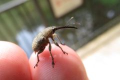 ケブカチョッキリ