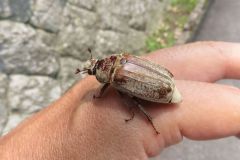 コフキコガネ