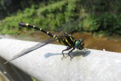 オナガサナエ