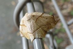 ツマキリエダシャク