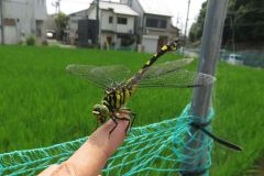 ウチワヤンマ