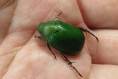 アオドウガネ