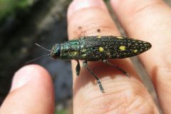 アオマダラタマムシ