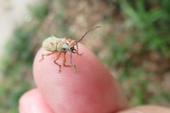 オオクチブトゾウムシ
