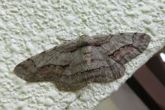 リンゴツノエダシャク
