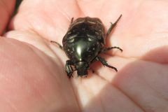 シラホシハナムグリ