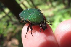 アオハナムグリ