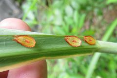 エビイロカメムシの幼虫