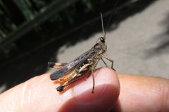ヒロバネヒナバッタ