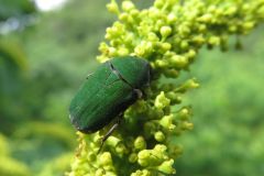 コアオハナムグリ
