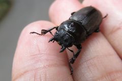 コクワガタ