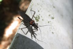 クビアカサシガメ