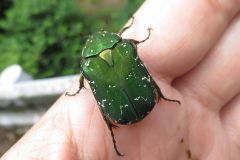 キョウトアオハナムグリ