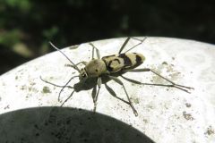 ウスグロトラカミキリ