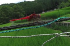 ショウジョウトンボ