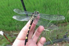 ウチワヤンマ