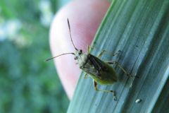コブチヒメヘリカメムシ