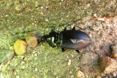 オオナガゴミムシダマシ?