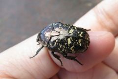 シラホシハナムグリ
