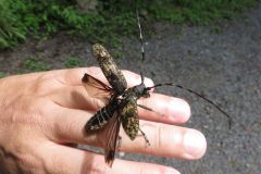 ヒゲナガカミキリ