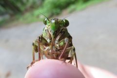 ヒグラシ