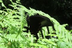 カラスアゲハ