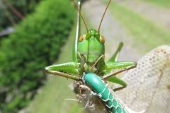 ニシキリギリス