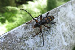 オオヨツスジハナカミキリ