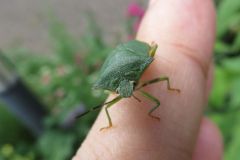 エゾアオカメムシ
