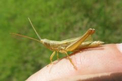 ナキイナゴ