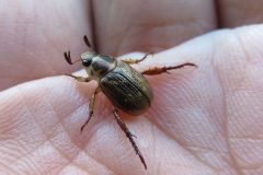 セマダラコガネ