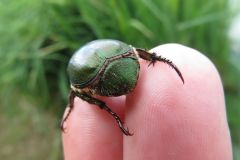 アオドウガネ