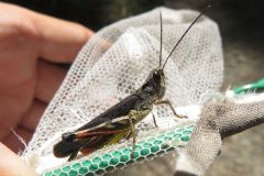ヒロバネヒナバッタ