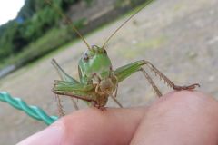 ニシキリギリス
