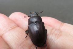 ノコギリクワガタ