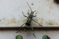 ウスグロトラカミキリ