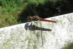 アキアカネ