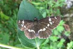 ダイミョウセセリ