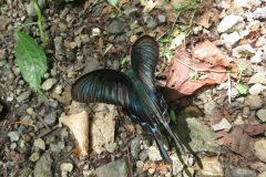 カラスアゲハ