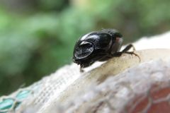 クロマルエンマコガネ