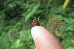 ナツアカネ