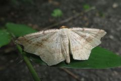ツマキリウスキエダシャク