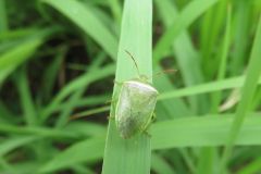 イチモンジカメムシ