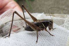 コバネヒメギス