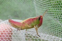 マダラバッタの幼虫（ピンク）