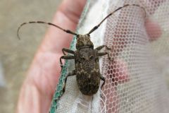 ナガゴマフカマキリ