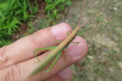 ショウリョウバッタモドキ