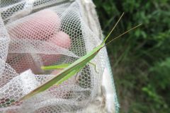 ショウリョウバッタモドキ